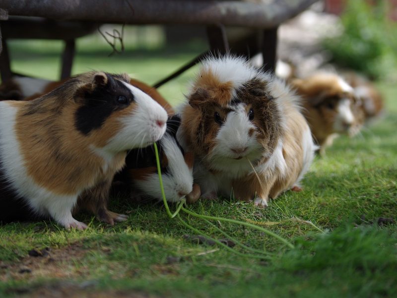 guinea-pig-2513178_1280